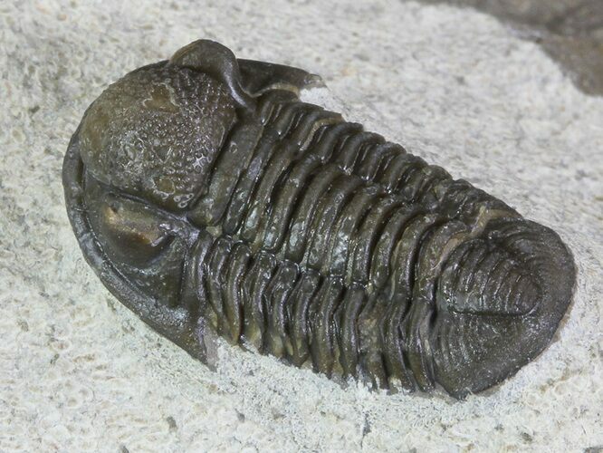 Nice, Gerastos Trilobite Fossil - Foum Zguid #69736